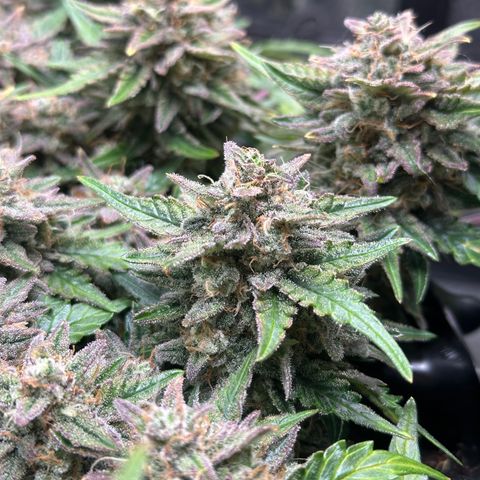 Triple G Automatic growlog timeline photo