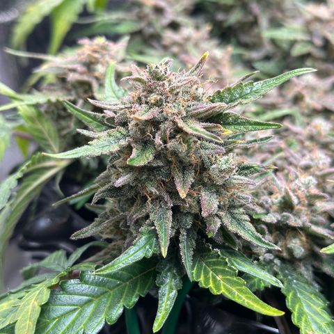 Triple G Automatic growlog timeline photo