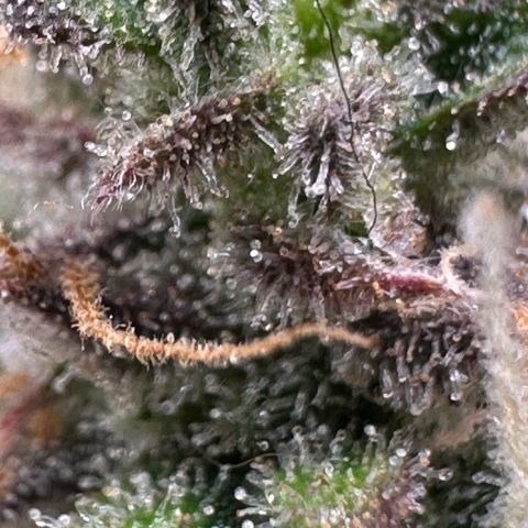 Triple G Automatic growlog timeline photo