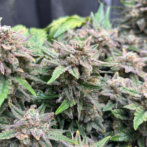 Triple G Automatic growlog timeline photo