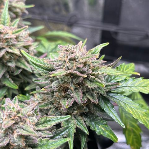 Triple G Automatic growlog timeline photo
