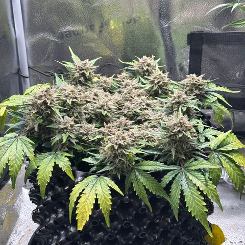 Triple G Automatic growlog timeline photo