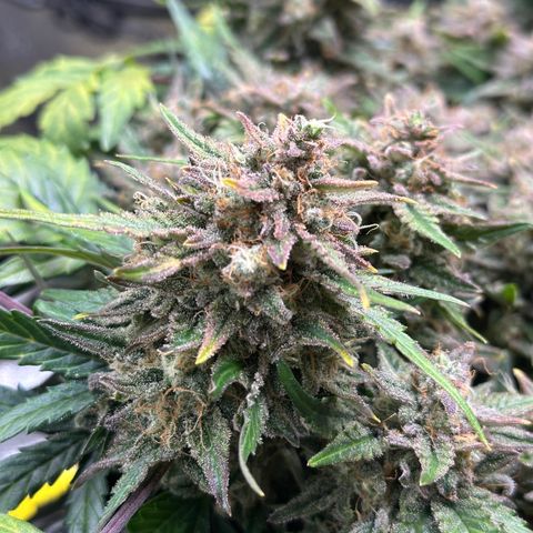 Triple G Automatic growlog timeline photo