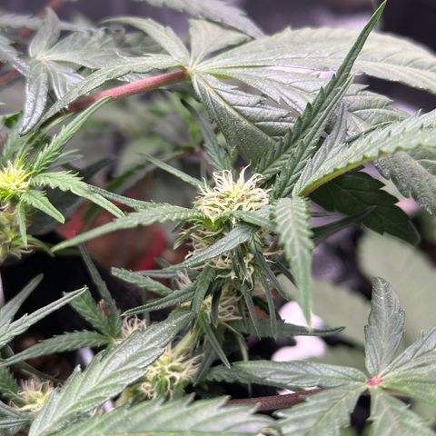 Mimosa Auto 🍊🥂 growlog timeline photo