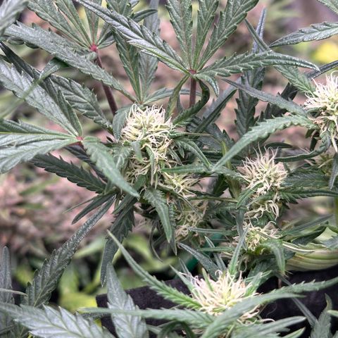 Mimosa Auto 🍊🥂 growlog timeline photo