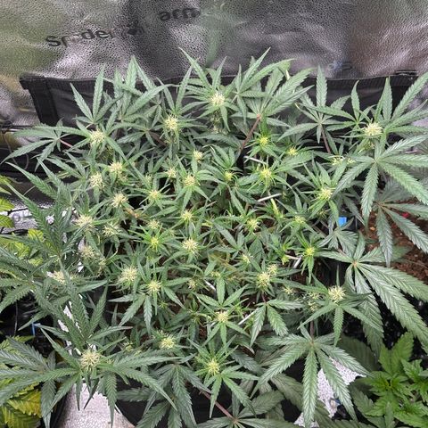 Mimosa Auto 🍊🥂 growlog timeline photo