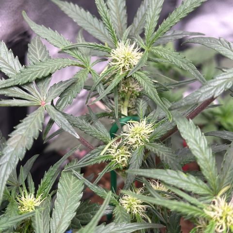Mimosa Auto 🍊🥂 growlog timeline photo