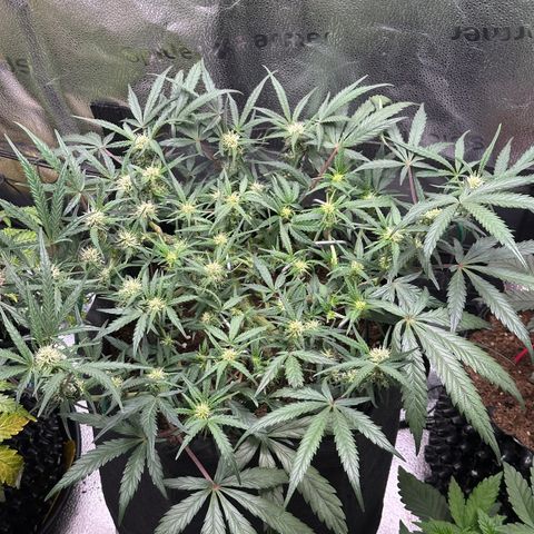 Mimosa Auto 🍊🥂 growlog timeline photo