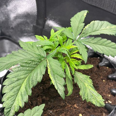 Pineapple Express 🍍 growlog timeline photo
