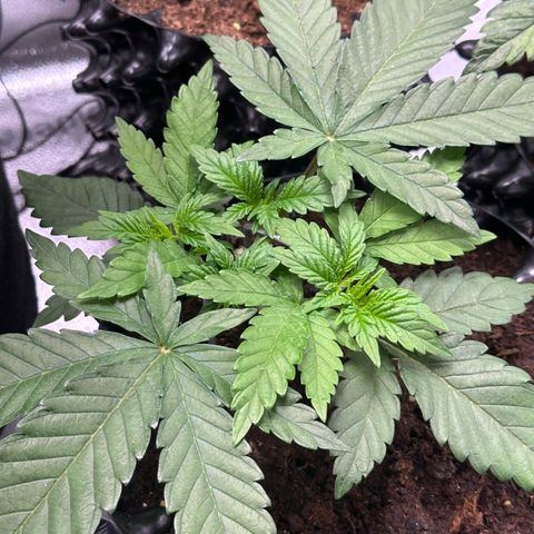 Watermelon Zkittlez 🍉🍭 growlog timeline photo