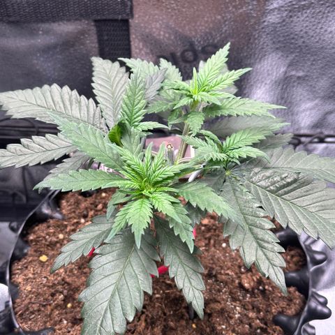 Lemon Cherry Gelato 🍋🍒 growlog timeline photo