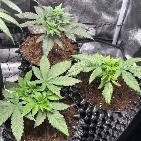 Lemon Cherry Gelato 🍋🍒 growlog timeline photo