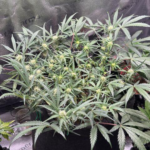 Mimosa Auto 🍊🥂 growlog timeline photo