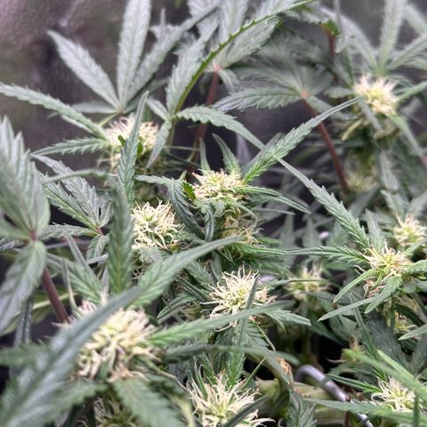 Mimosa Auto 🍊🥂 growlog timeline photo