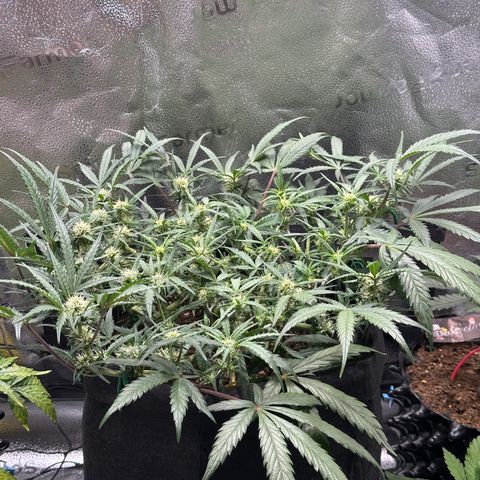 Mimosa Auto 🍊🥂 growlog timeline photo