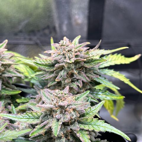 Triple G Automatic growlog timeline photo