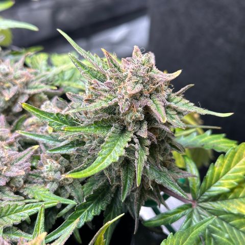 Triple G Automatic growlog timeline photo