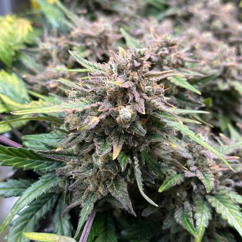 Triple G Automatic growlog timeline photo