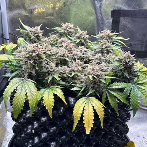 Triple G Automatic growlog timeline photo