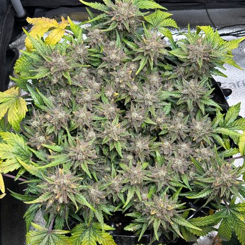 Triple G Automatic growlog timeline photo