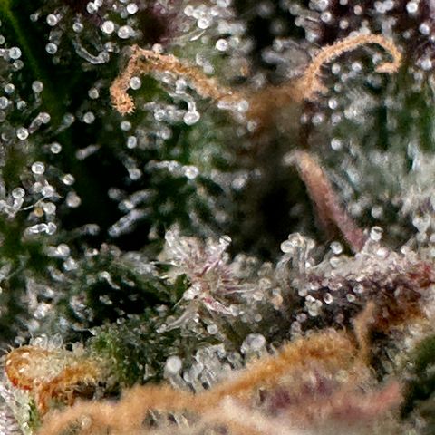 Triple G Automatic growlog timeline photo