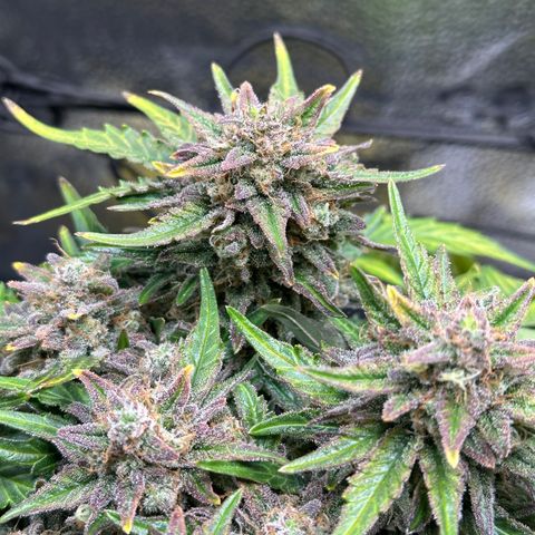 Triple G Automatic growlog timeline photo