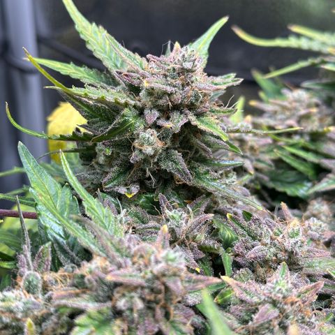 Triple G Automatic growlog timeline photo