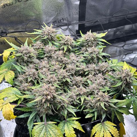 Triple G Automatic growlog timeline photo