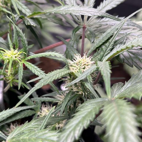 Mimosa Auto 🍊🥂 growlog timeline photo