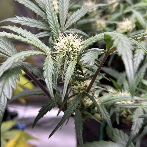 Mimosa Auto 🍊🥂 growlog timeline photo