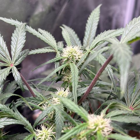 Mimosa Auto 🍊🥂 growlog timeline photo
