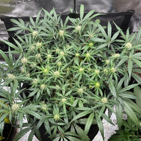 Mimosa Auto 🍊🥂 growlog timeline photo
