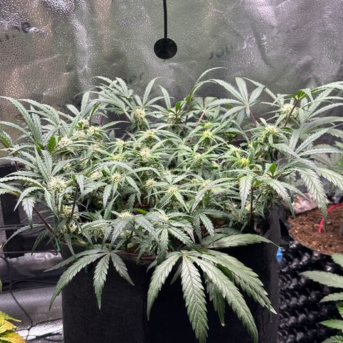 Mimosa Auto 🍊🥂 growlog timeline photo