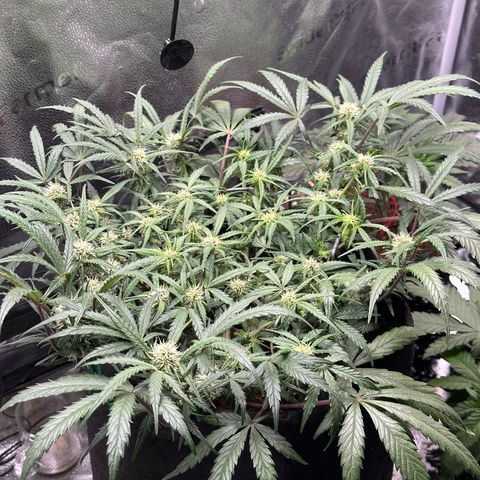 Mimosa Auto 🍊🥂 growlog timeline photo