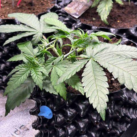 Watermelon Zkittlez 🍉🍭 growlog timeline photo