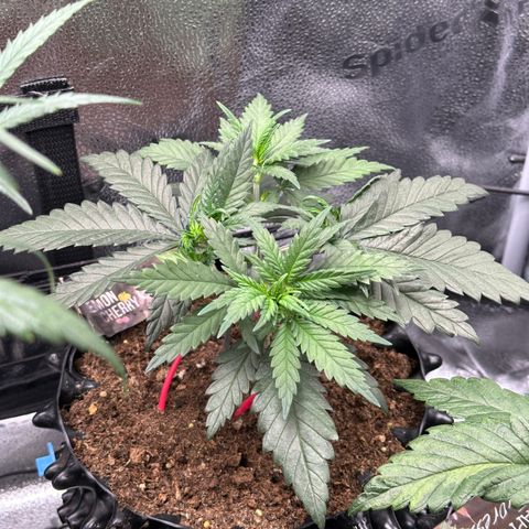 Lemon Cherry Gelato 🍋🍒 growlog timeline photo