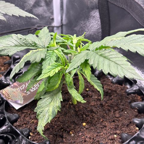Pineapple Express 🍍 growlog timeline photo