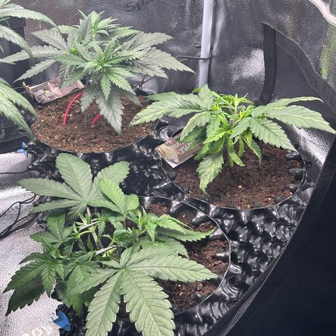 Lemon Cherry Gelato 🍋🍒 growlog timeline photo