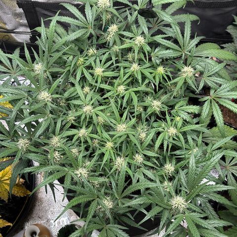Mimosa Auto 🍊🥂 growlog timeline photo