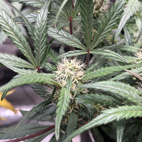 Mimosa Auto 🍊🥂 growlog timeline photo