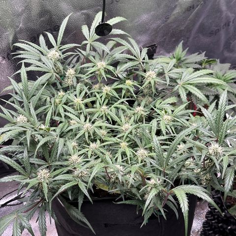 Mimosa Auto 🍊🥂 growlog timeline photo