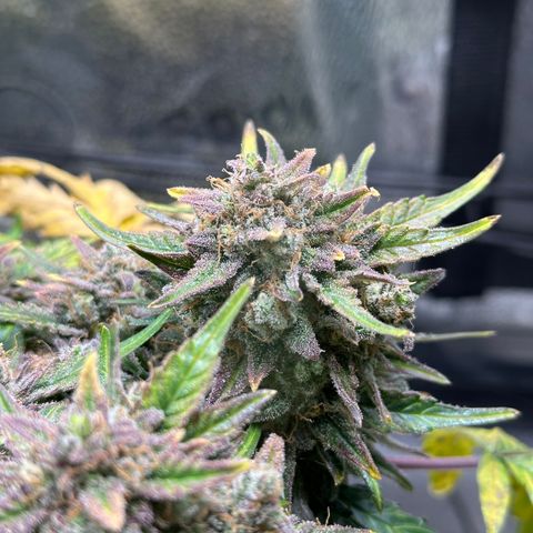 Triple G Automatic growlog timeline photo