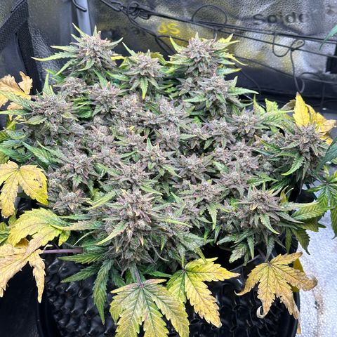 Triple G Automatic growlog timeline photo