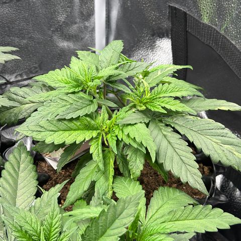 Pineapple Express 🍍 growlog timeline photo