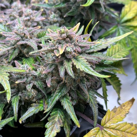 Triple G Automatic growlog timeline photo