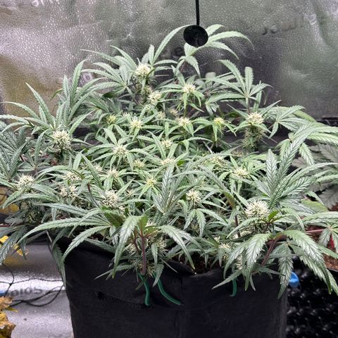 Mimosa Auto 🍊🥂 growlog timeline photo