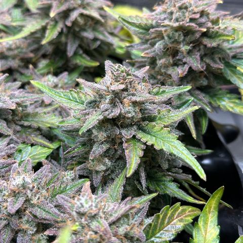 Triple G Automatic growlog timeline photo