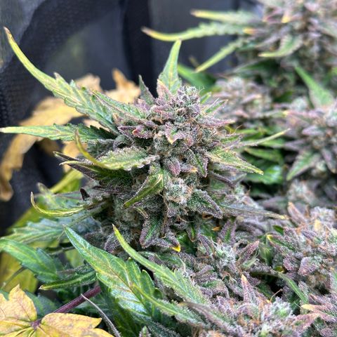Triple G Automatic growlog timeline photo