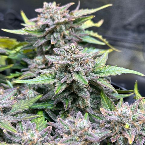 Triple G Automatic growlog timeline photo