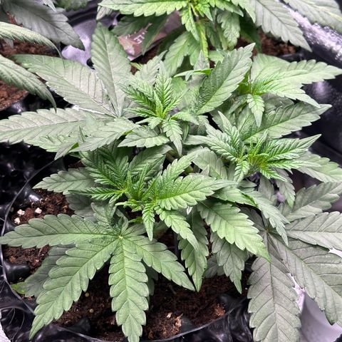 Watermelon Zkittlez 🍉🍭 growlog timeline photo